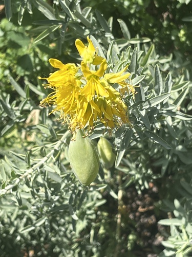 iNaturalist observation photo of Bladderpod