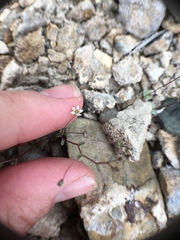 Nemacladus inyoensis