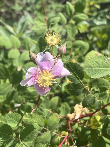 iNaturalist observation photo of California Wild Rose