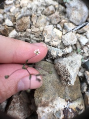 Nemacladus inyoensis