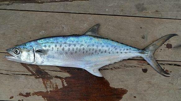 West African Spanish Mackerel (Scomberomorus tritor) · iNaturalist