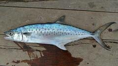 West African Spanish Mackerel photo 1