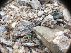 Nemacladus inyoensis