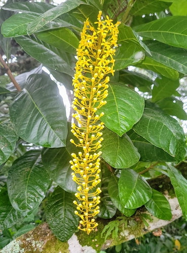 Foto de Lofantera