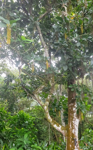 Foto de Lofantera