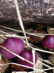 Cortinarius magellanicus