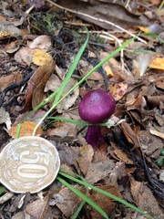 Cortinarius magellanicus
