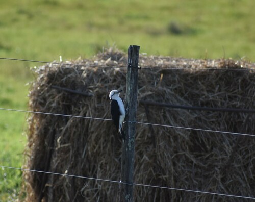 White Woodpecker
