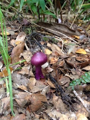 Cortinarius magellanicus