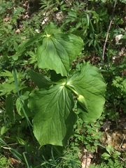 Trillium