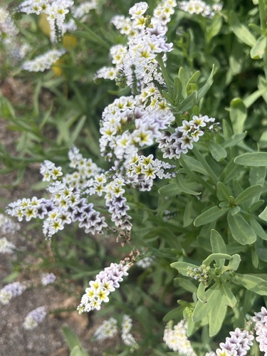 iNaturalist observation photo of alkali heliotrope