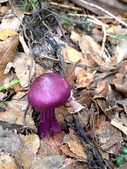 Cortinarius magellanicus