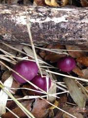 Cortinarius magellanicus