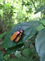 Chauliognathus faustus