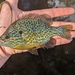 Pumpkinseed - Photo (c) qfc79, some rights reserved (CC BY), uploaded by qfc79