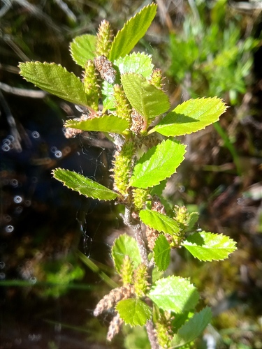 Betula humilis