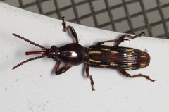 Arrhenodes minutus