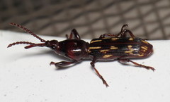 Arrhenodes minutus