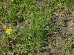 Lomatium bradshawii
