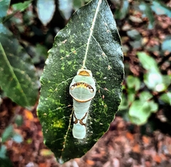 Lagarta-das-folhas (Papilio scamander)