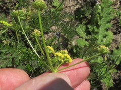 Lomatium bradshawii
