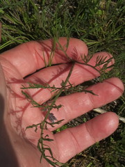 Lomatium bradshawii