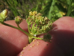 Lomatium bradshawii