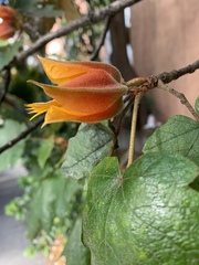 Chiranthodendreae