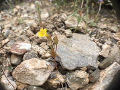 Erythranthe calcicola