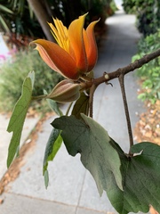 Chiranthodendreae