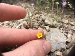 Erythranthe calcicola