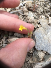 Erythranthe calcicola