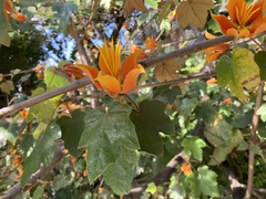 Chiranthodendreae