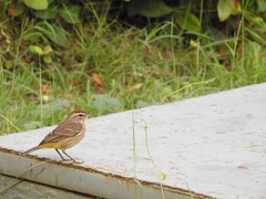 Setophaga palmarum
