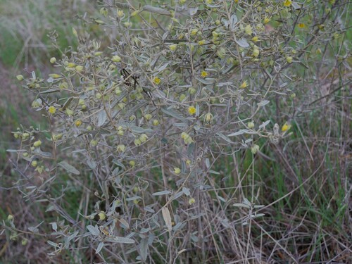 Sida calyxhymenia observed 2023-09-02