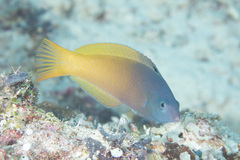 Halichoeres prosopeion