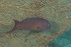 Variola albimarginata