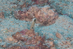 Heteroconger hassi