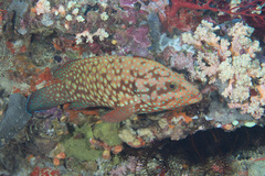 Cephalopholis cyanostigma