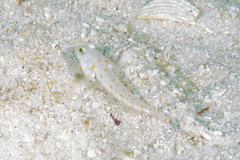 Valenciennea puellaris