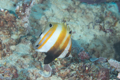 Coradion melanopus