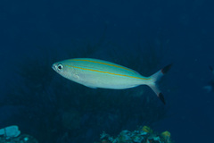 Pterocaesio digramma