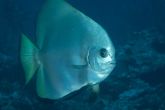 Platax boersii