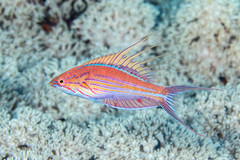 Paracheilinus filamentosus