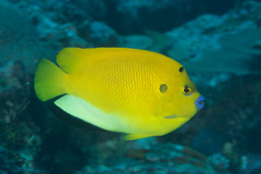 Apolemichthys trimaculatus