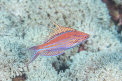 Paracheilinus filamentosus