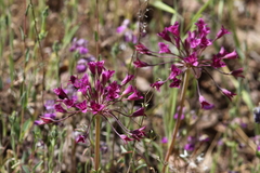Allium crispum