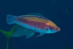 Cirrhilabrus beauperryi