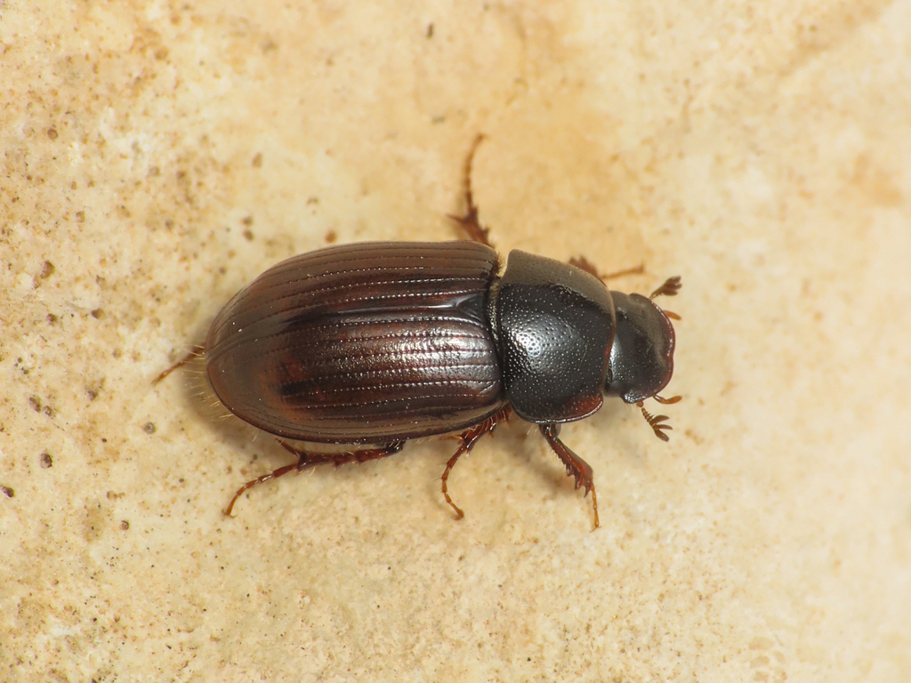 Neagolius schlumbergeri samniticus