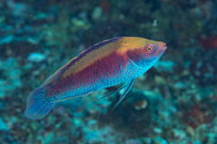 Cirrhilabrus beauperryi